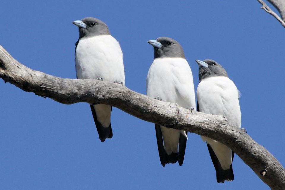 White-breasted Woodswallow (Artamus leucorynchus)